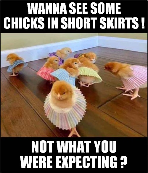 To Make You Smile ? | WANNA SEE SOME CHICKS IN SHORT SKIRTS ! NOT WHAT YOU WERE EXPECTING ? | image tagged in fun,chicks,skirt,visual pun | made w/ Imgflip meme maker