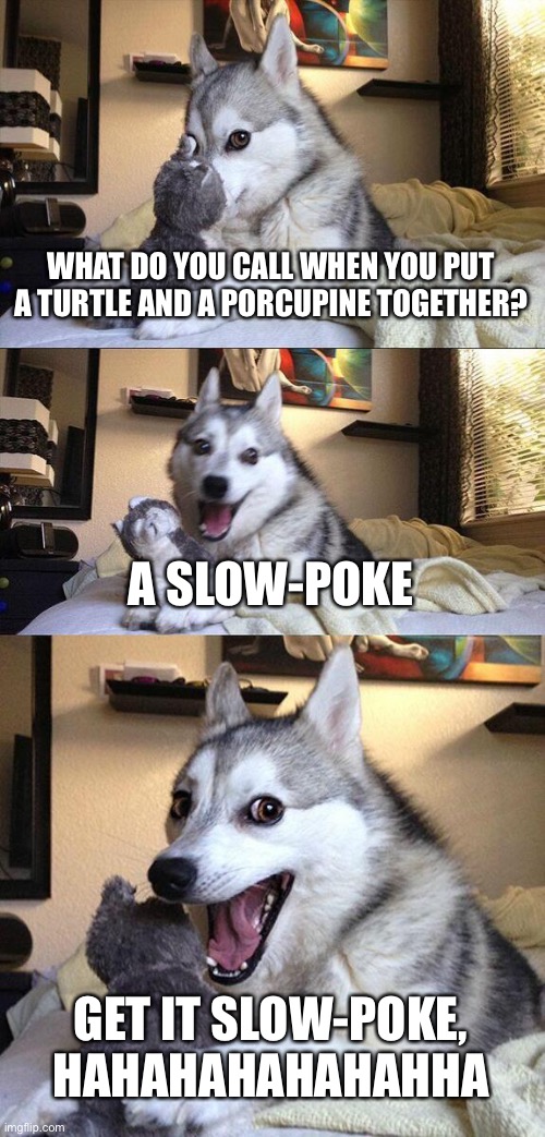 Joke | WHAT DO YOU CALL WHEN YOU PUT A TURTLE AND A PORCUPINE TOGETHER? A SLOW-POKE; GET IT SLOW-POKE, HAHAHAHAHAHAHHA | image tagged in memes,bad pun dog | made w/ Imgflip meme maker