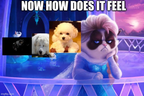 Grumpy cat frozen | NOW HOW DOES IT FEEL | image tagged in grumpy cat frozen | made w/ Imgflip meme maker