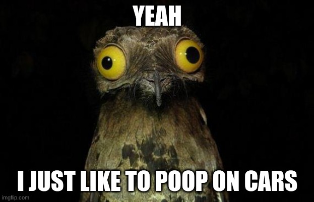 Weird Stuff I Do Potoo Meme | YEAH I JUST LIKE TO POOP ON CARS | image tagged in memes,weird stuff i do potoo | made w/ Imgflip meme maker