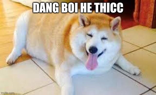 Thicc Doggo | DANG BOI HE THICC | image tagged in thicc doggo | made w/ Imgflip meme maker