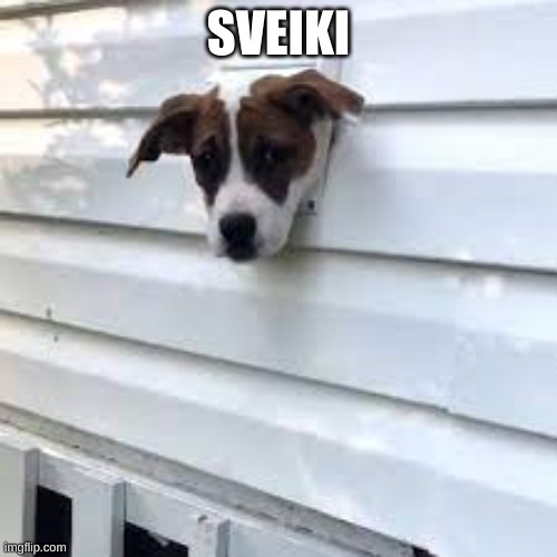 sveiki | SVEIKI | image tagged in stuck | made w/ Imgflip meme maker