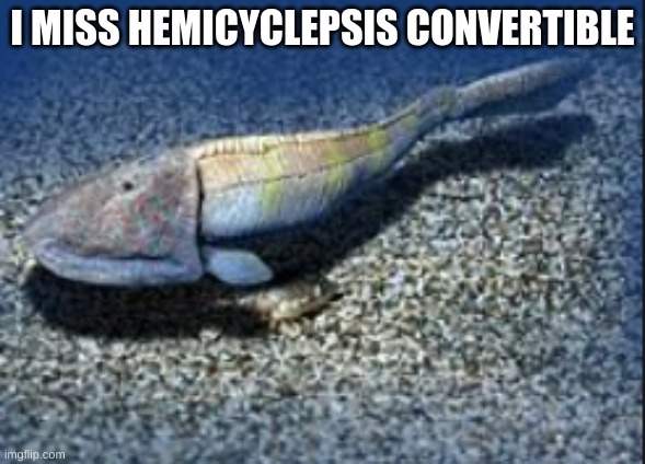 whered it go 8( | I MISS HEMICYCLEPSIS CONVERTIBLE | image tagged in hemicyclaspis | made w/ Imgflip meme maker