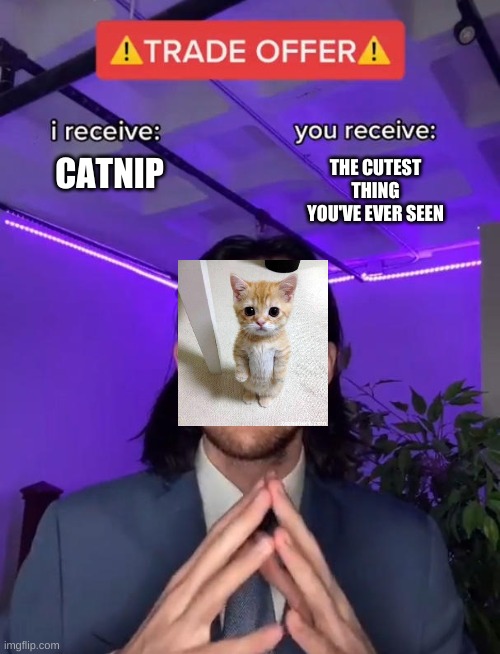 Trade Offer | THE CUTEST THING YOU'VE EVER SEEN; CATNIP | image tagged in trade offer,cat,catnip | made w/ Imgflip meme maker