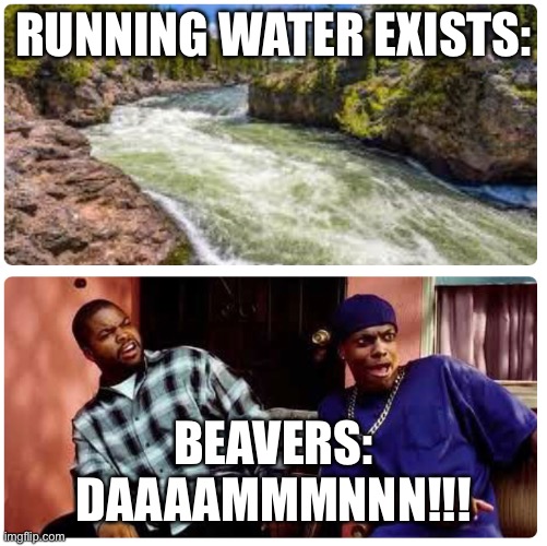 Beavers Be Like | RUNNING WATER EXISTS:; BEAVERS:
DAAAAMMMNNN!!! | image tagged in beaver | made w/ Imgflip meme maker