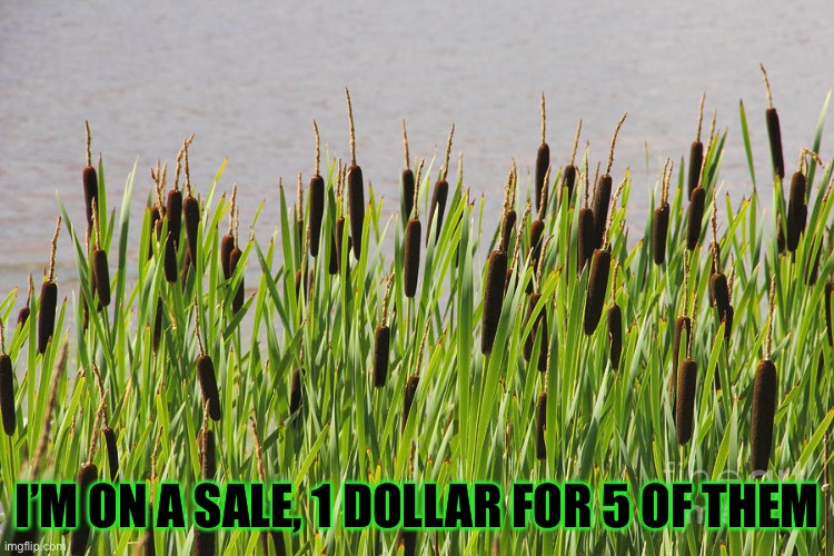 I’M ON A SALE, 1 DOLLAR FOR 5 OF THEM | made w/ Imgflip meme maker