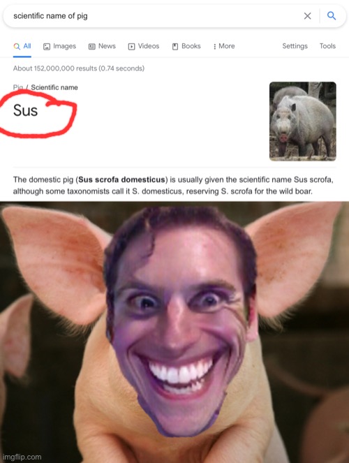 Those pigs are SUS | image tagged in sus | made w/ Imgflip meme maker