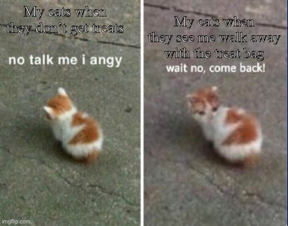 -insert title name- | My cats when they see me walk away with the treat bag; My cats when they don’t get treats | image tagged in no talk me i angy wait no come back,cats,meow,cat treats,treats,thanks for template blaziken | made w/ Imgflip meme maker