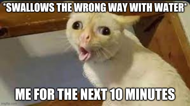 Coughing Cat | *SWALLOWS THE WRONG WAY WITH WATER*; ME FOR THE NEXT 10 MINUTES | image tagged in coughing cat,relatable,funny,cats | made w/ Imgflip meme maker