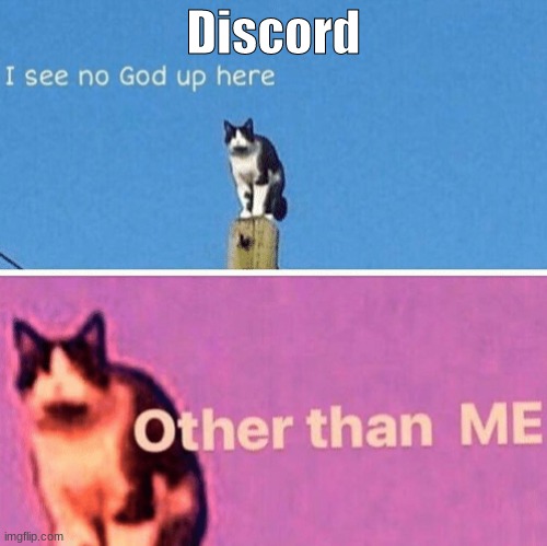 Hail pole cat | Discord | image tagged in hail pole cat | made w/ Imgflip meme maker