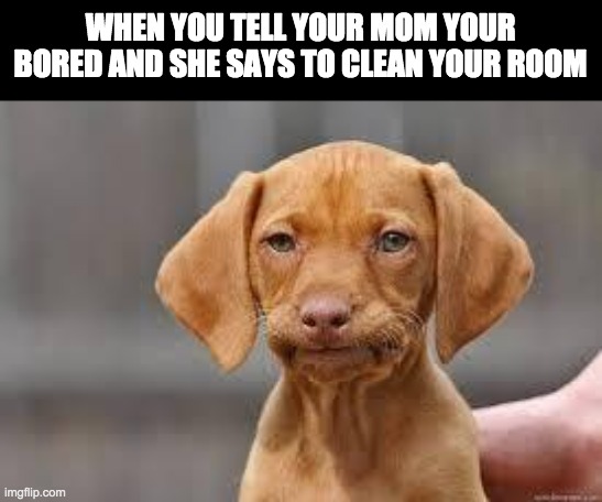 i don't want to clean my room ok | WHEN YOU TELL YOUR MOM YOUR BORED AND SHE SAYS TO CLEAN YOUR ROOM | image tagged in disappointed dog,memes,funny memes,lol | made w/ Imgflip meme maker