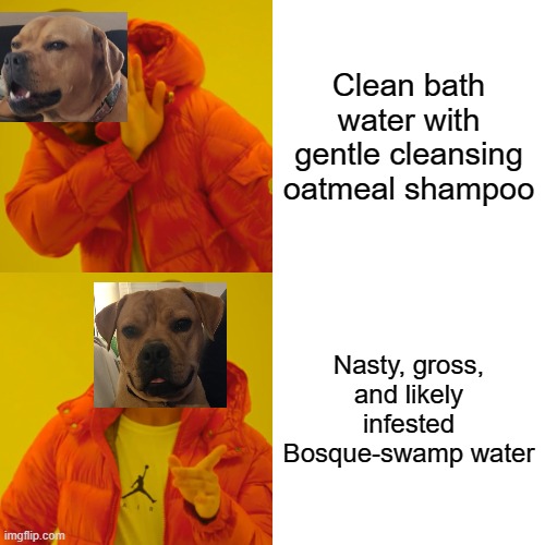 Rescue dog water logic | Clean bath water with gentle cleansing oatmeal shampoo; Nasty, gross, and likely infested Bosque-swamp water | image tagged in memes,drake hotline bling,doggo | made w/ Imgflip meme maker