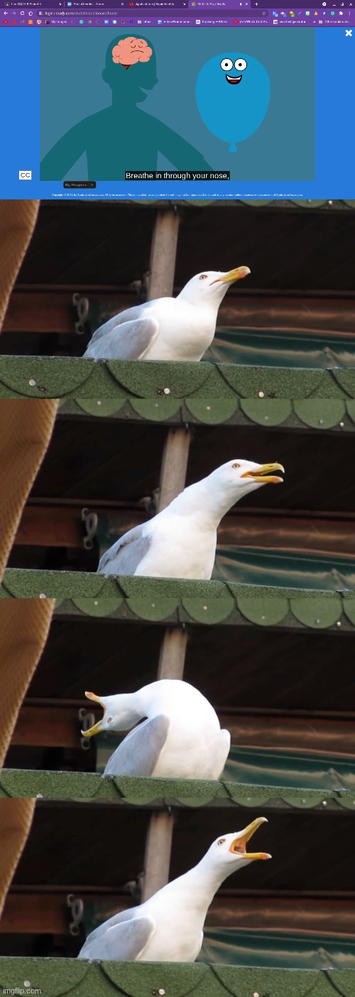 i hate taking this | image tagged in breath in seagull | made w/ Imgflip meme maker