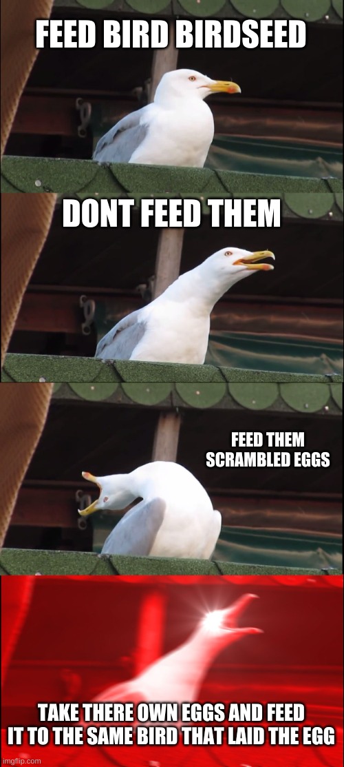 is a bird eating its own egg cannibalism | FEED BIRD BIRDSEED; DONT FEED THEM; FEED THEM SCRAMBLED EGGS; TAKE THERE OWN EGGS AND FEED IT TO THE SAME BIRD THAT LAID THE EGG | image tagged in memes,inhaling seagull | made w/ Imgflip meme maker