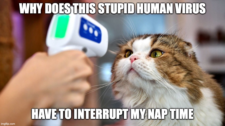 Kitty Cats Of Covid no.1 | WHY DOES THIS STUPID HUMAN VIRUS; HAVE TO INTERRUPT MY NAP TIME | image tagged in funny cats | made w/ Imgflip meme maker
