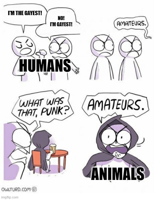 Amateurs | I'M THE GAYEST! NO! I'M GAYEST! HUMANS ANIMALS | image tagged in amateurs | made w/ Imgflip meme maker