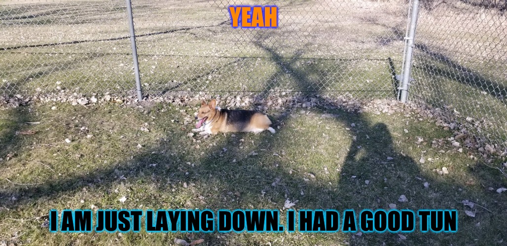Corgi girl | YEAH; I AM JUST LAYING DOWN. I HAD A GOOD TUN | image tagged in dogs | made w/ Imgflip meme maker