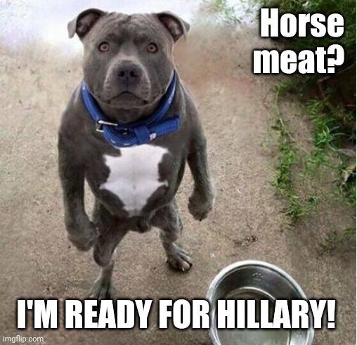 Hungry Dog | Horse 
meat? I'M READY FOR HILLARY! | image tagged in hungry dog | made w/ Imgflip meme maker