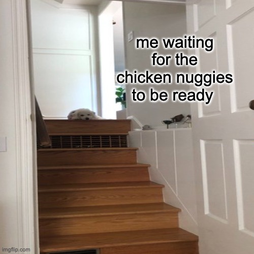 nuggies | me waiting for the chicken nuggies to be ready | image tagged in dogs,chicken nuggets,nuggies | made w/ Imgflip meme maker