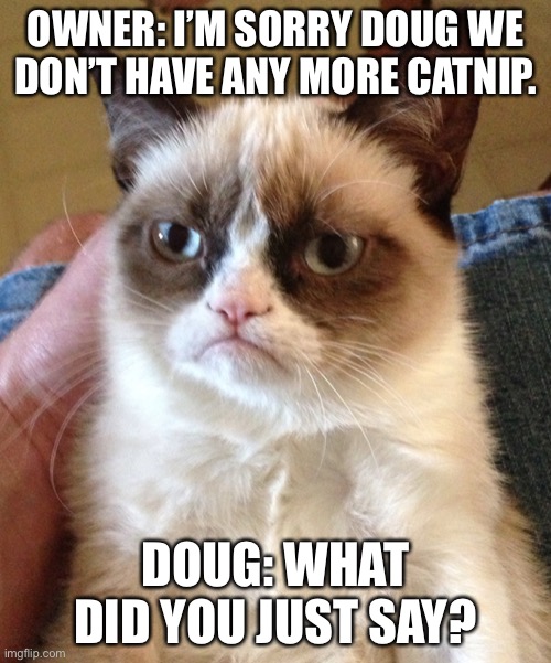 Cat life | OWNER: I’M SORRY DOUG WE DON’T HAVE ANY MORE CATNIP. DOUG: WHAT DID YOU JUST SAY? | image tagged in grumpy cat | made w/ Imgflip meme maker