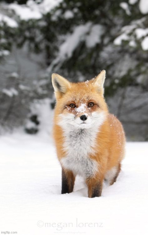 I never stop posting fox images. | image tagged in fox,infinite | made w/ Imgflip meme maker