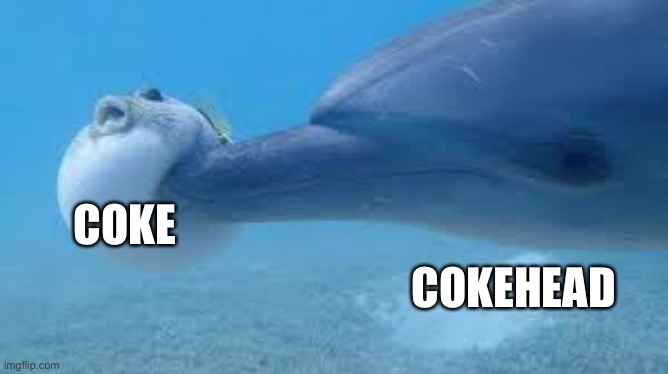 Drugs Are Bad | COKE; COKEHEAD | image tagged in dolphin boops pufferfish | made w/ Imgflip meme maker