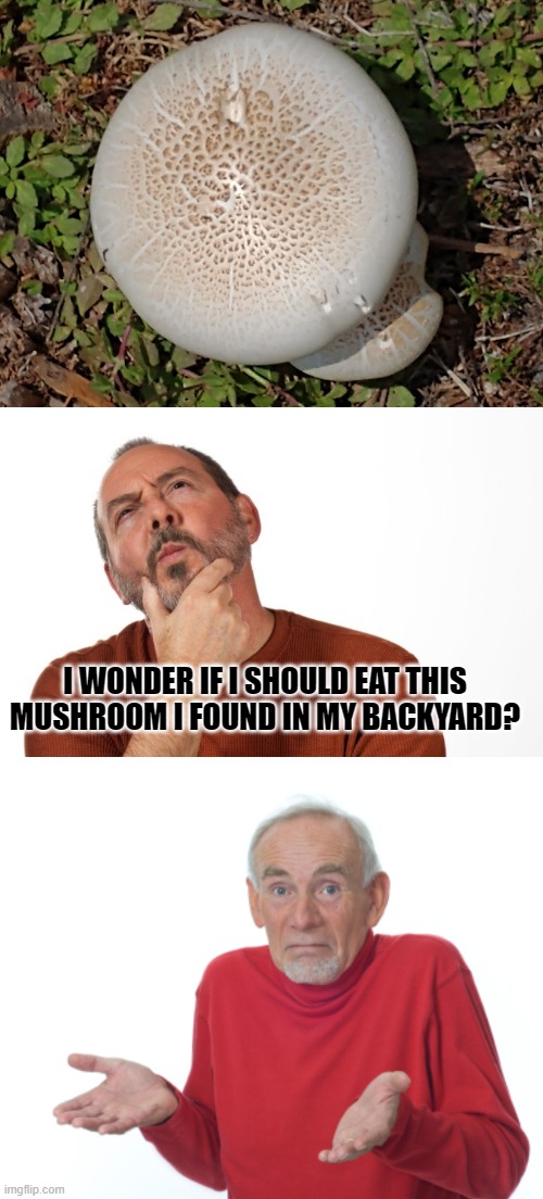 Found In Backyard Today | I WONDER IF I SHOULD EAT THIS MUSHROOM I FOUND IN MY BACKYARD? | image tagged in pondering that,guess i'll die,mushrooms,memes | made w/ Imgflip meme maker