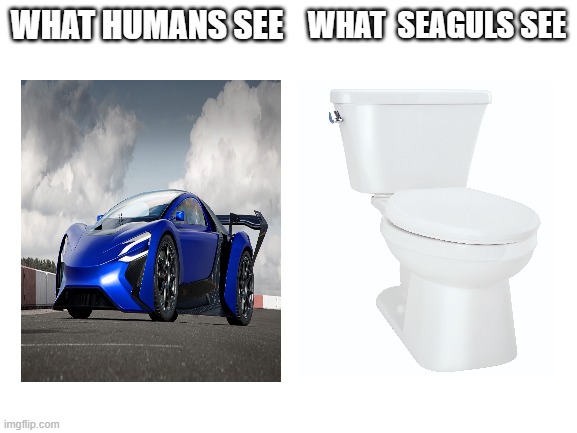 Blank White Template | WHAT HUMANS SEE; WHAT  SEAGULS SEE | image tagged in blank white template | made w/ Imgflip meme maker
