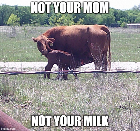 cow drinking | NOT YOUR MOM; NOT YOUR MILK | image tagged in cow drinking | made w/ Imgflip meme maker