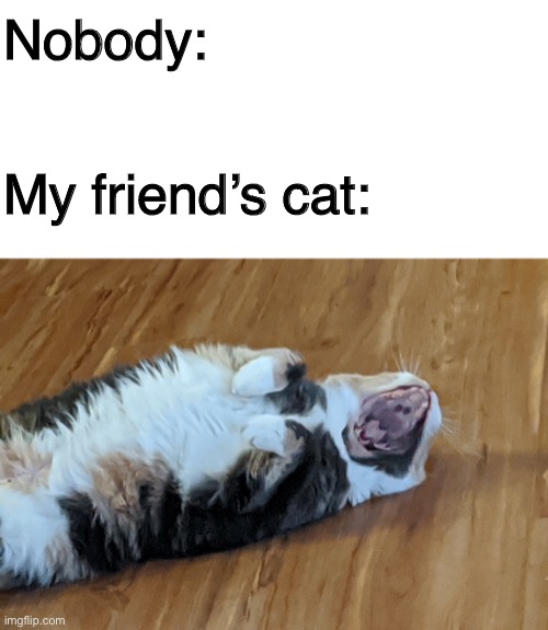 Nobody:; My friend’s cat: | image tagged in memes,blank transparent square,screaming cat,cats | made w/ Imgflip meme maker