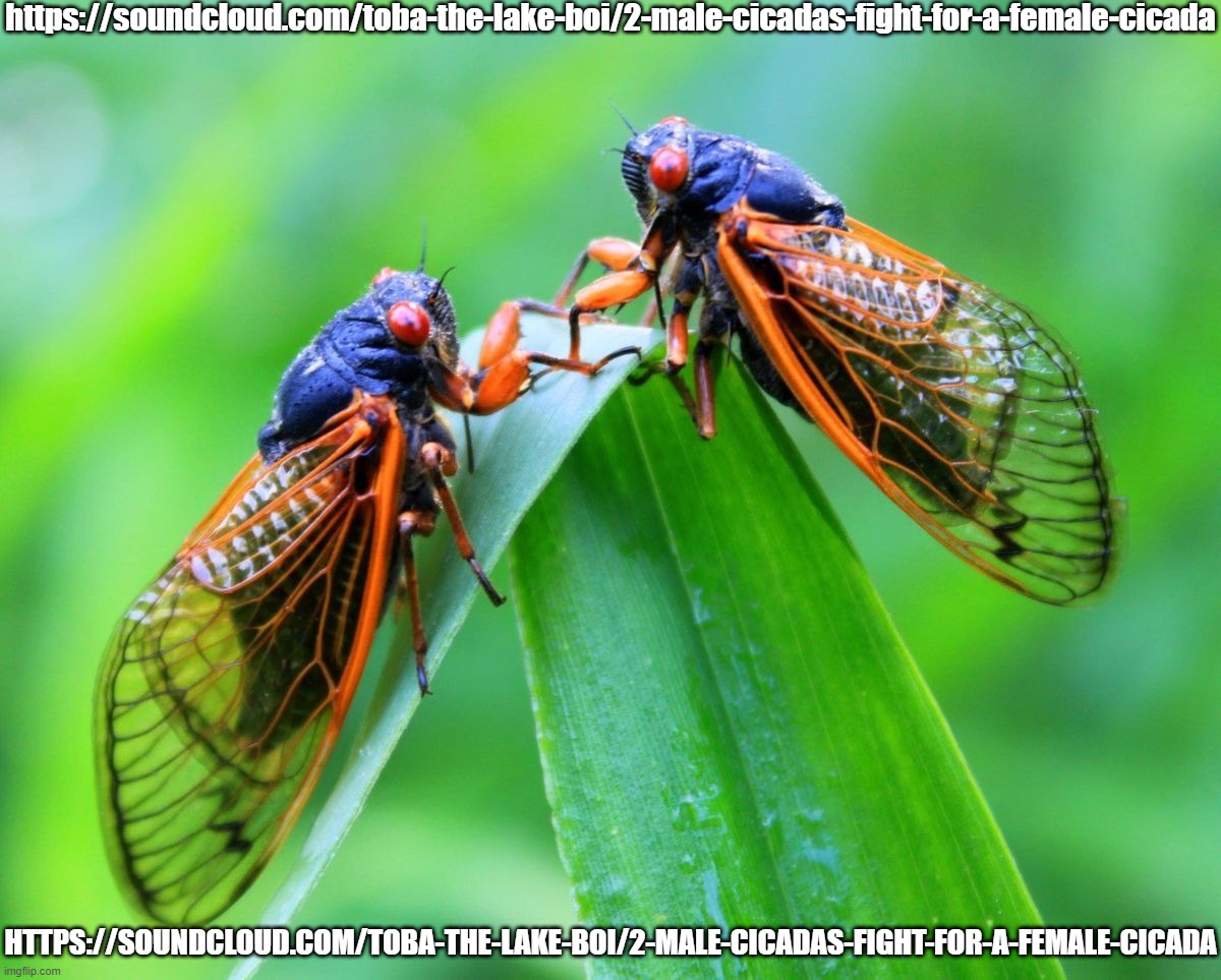 I can't stop laughing.. what have i done- XD | https://soundcloud.com/toba-the-lake-boi/2-male-cicadas-fight-for-a-female-cicada; HTTPS://SOUNDCLOUD.COM/TOBA-THE-LAKE-BOI/2-MALE-CICADAS-FIGHT-FOR-A-FEMALE-CICADA | made w/ Imgflip meme maker
