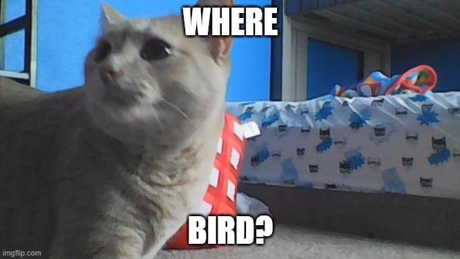 where bird? | WHERE; BIRD? | image tagged in nosey cat | made w/ Imgflip meme maker