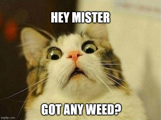 Scared Cat Meme | HEY MISTER; GOT ANY WEED? | image tagged in memes,scared cat | made w/ Imgflip meme maker