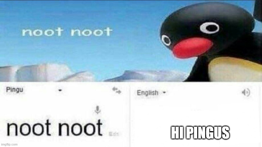 noot noot google translate | HI PINGUS | image tagged in noot noot google translate | made w/ Imgflip meme maker