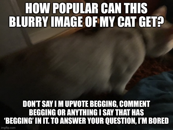 Look at the tags lol ? [I currently have 118609 points. lets gOoOOOoOoo | HOW POPULAR CAN THIS BLURRY IMAGE OF MY CAT GET? DON’T SAY I M UPVOTE BEGGING, COMMENT BEGGING OR ANYTHING I SAY THAT HAS ‘BEGGING’ IN IT. TO ANSWER YOUR QUESTION, I’M BORED | image tagged in gokudrip,not funny,please,shut up | made w/ Imgflip meme maker