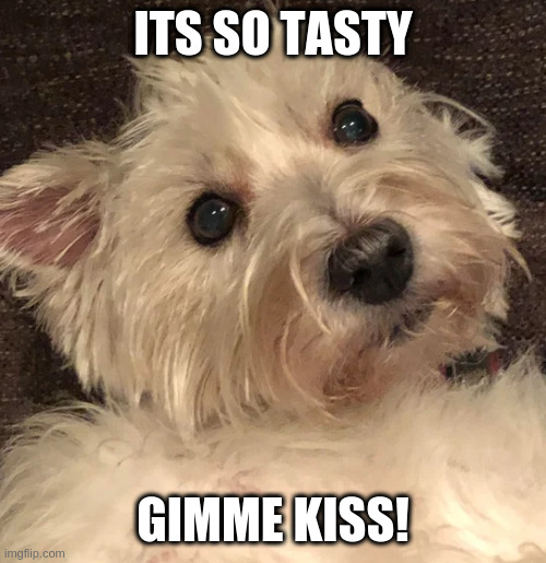 wtf | ITS SO TASTY; GIMME KISS! | image tagged in wtf | made w/ Imgflip meme maker