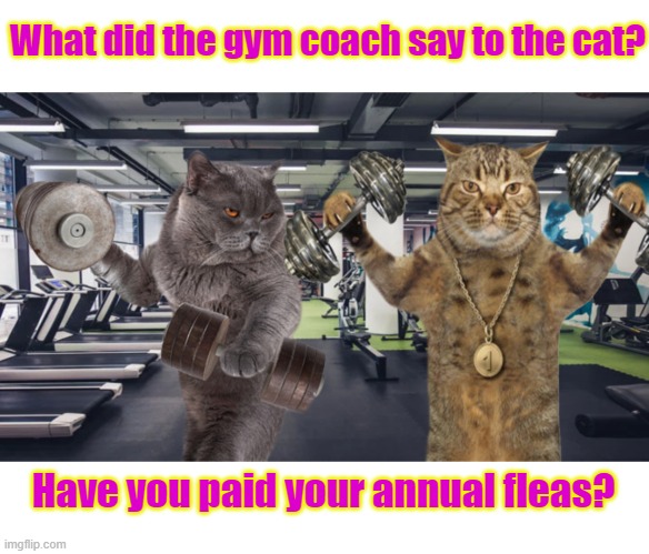 Have you paid | What did the gym coach say to the cat? Have you paid your annual fleas? | image tagged in gym | made w/ Imgflip meme maker