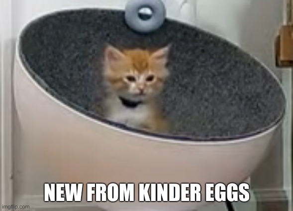 puget | NEW FROM KINDER EGGS | image tagged in funny cats | made w/ Imgflip meme maker