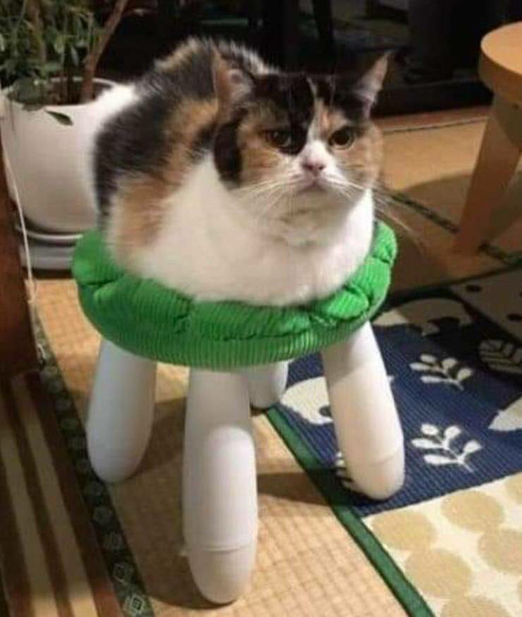 Cat has new legs Blank Meme Template