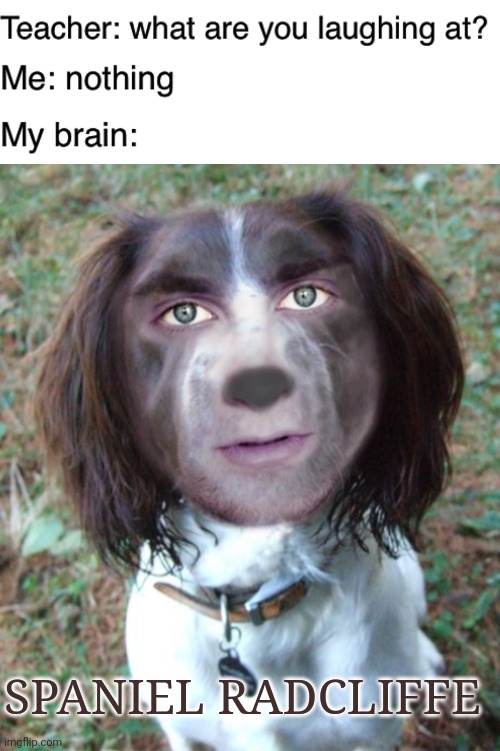Spaniel Radcliffe | SPANIEL RADCLIFFE | image tagged in teacher what are you laughing at,funny,memes,daniel radcliffe,lol | made w/ Imgflip meme maker