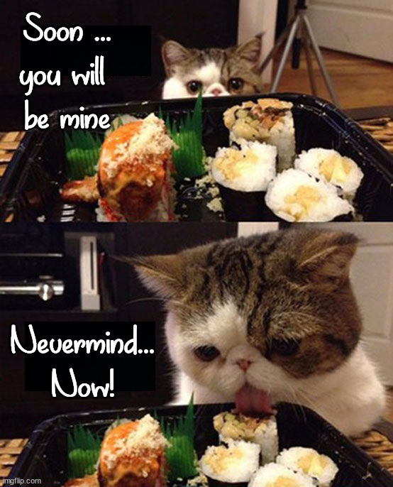 Soon ...
you will 
be mine; Nevermind...
Now! | image tagged in cats | made w/ Imgflip meme maker