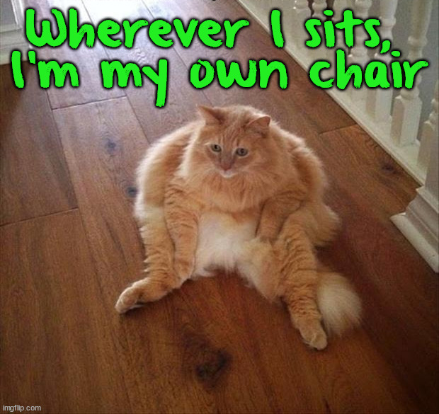 Wherever I sits, 
I'm my own chair | image tagged in cats | made w/ Imgflip meme maker