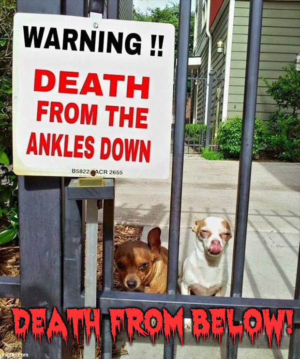 DEATH FROM BELOW! | image tagged in dogs | made w/ Imgflip meme maker