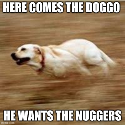 Speedy doggo | HERE COMES THE DOGGO; HE WANTS THE NUGGERS | image tagged in speedy doggo | made w/ Imgflip meme maker