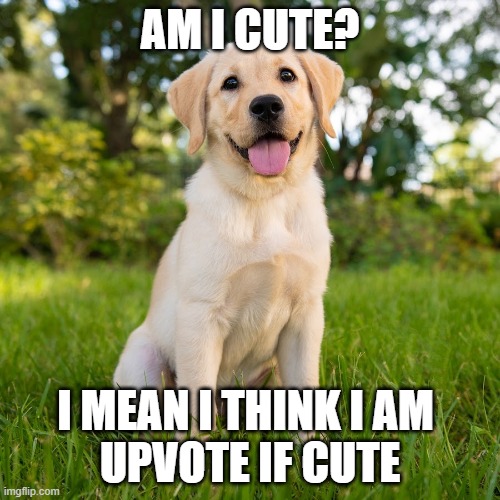 upvote if cute | AM I CUTE? I MEAN I THINK I AM 
UPVOTE IF CUTE | image tagged in upvote begging | made w/ Imgflip meme maker