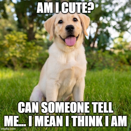 dog | AM I CUTE? CAN SOMEONE TELL ME... I MEAN I THINK I AM | image tagged in doge | made w/ Imgflip meme maker