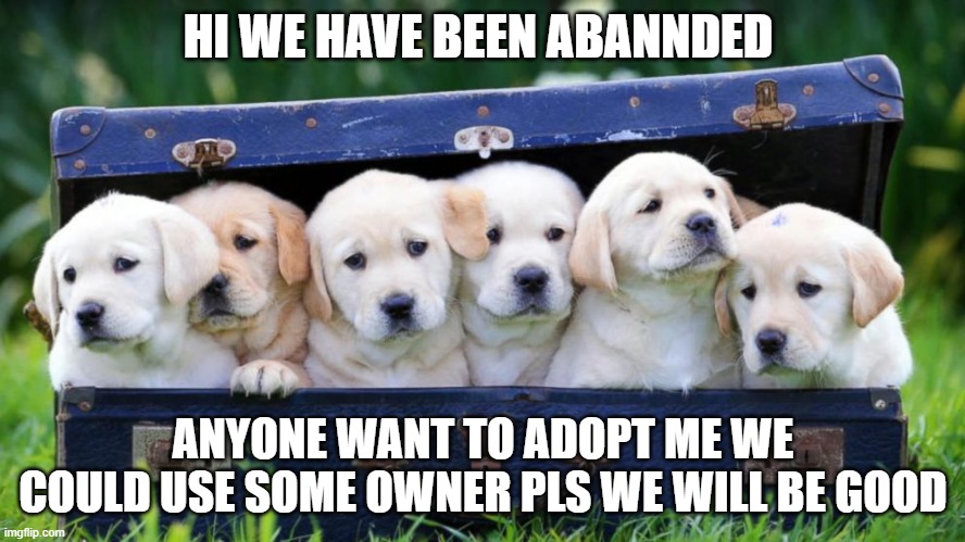 doggies | HI WE HAVE BEEN ABANNDED; ANYONE WANT TO ADOPT ME WE COULD USE SOME OWNER PLS WE WILL BE GOOD | image tagged in doge | made w/ Imgflip meme maker