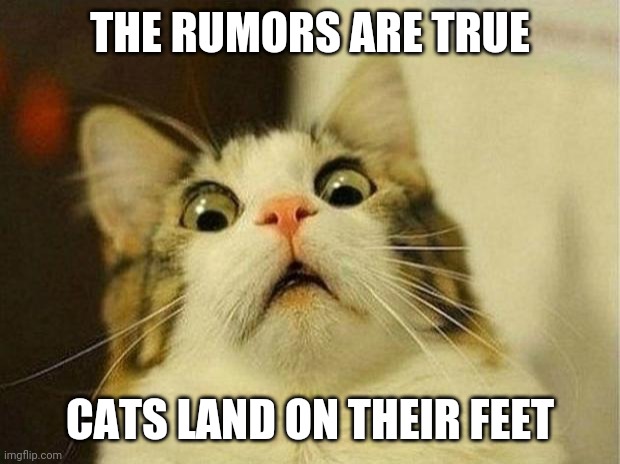 what? | THE RUMORS ARE TRUE; CATS LAND ON THEIR FEET | image tagged in memes,scared cat,cats,featured,funny | made w/ Imgflip meme maker