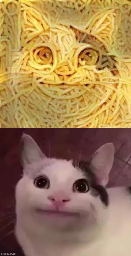Awkward cat on pasta!!!(part 5) | image tagged in awkward cat | made w/ Imgflip meme maker