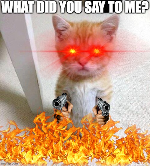 dont mess with the pre-k kids. . . | WHAT DID YOU SAY TO ME? | image tagged in memes,cute cat | made w/ Imgflip meme maker